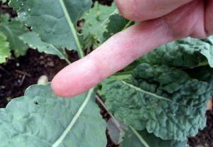 2016-06-07 Flea beetle on kale.30