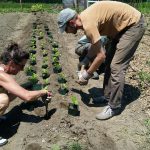 2016-06-25 Alison & John plant 3C.03