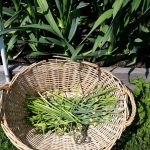 2016-06-25 Garlic scapes.51