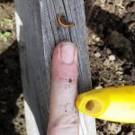 Cindy’s finger and a wireworm