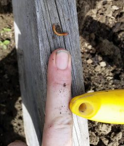 Wireworms will drill holes into potatoes, tomatoes, 