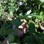 2016-07-17 Franken-pea on the vine.23