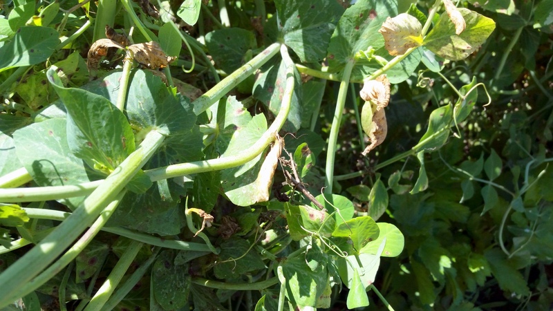 Seeing yellowing, brown, unlovely pea vines is a sure sign that peas needing picking are hiding within.