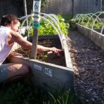 2016-08-27 Alison replants spinach in 6C.20