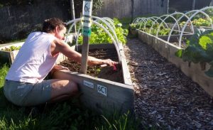2016-08-27 Alison replants spinach in 6C.20