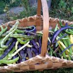 2016-10-15-basket-of-beans-26