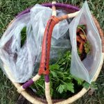 2016-11-06-hannahs-basket-of-garden-food-18