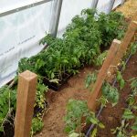 2017-05-08 Our tomato starts in Ananda Gardens hoophouse.13