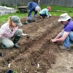 2017-05-13 Planting onion seedlings – Hannah, Catherine, Lesley, Ned.48