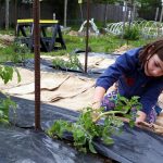 2017-05-30 Jasmine trims tomato plants.08