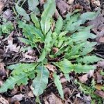 Curly dock