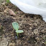 2017-06-09 Winter squash coming up