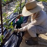 2017-06-18 CA feeding tomato plants.00