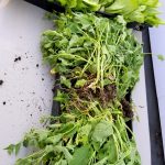 2017-06-18 Thinned butterhead & harvested broccoli rabe.08