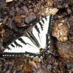 20170609 Canadian Tiger Swallowtail butterfly by Lesley Allen