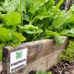 2017-07-08 French Sorrel to eat.06