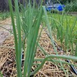 2017-07-08 Onion tops to use as scallions.05