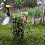 2017-07-09 Hannah w armload of tomato plant.09