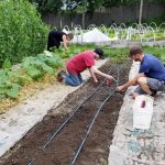 2017-07-09 Kelly Mulches summer squash, Bernice & John replant beets.00