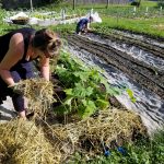 2017-07-09 Kelly mulches, John replants bush beans.15