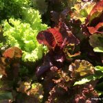 Lettuces by Irina