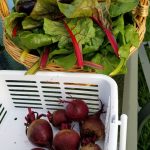2017-08-05 Basket of chard & eggplant, beets.53