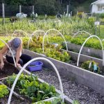 2017-08-08 Ella plants greens seeds, Bernice picks for donation.37