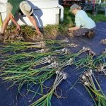 2017-08-08 Ned & Hannah divide garlic into shares.30