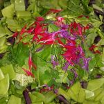 073115 Garden Salad with bee balm