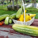 2017-09-25 Summer squashes in a basket.26