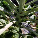 2017-09-28 Brussels sprouts.45