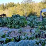 2017-10-01 Blooming collards, chard, kale, Brussels sprouts.15