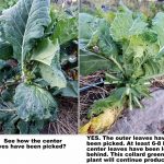 2017-10-01 How to harvest leafy greens brassica, before and after
