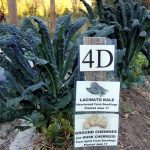 2017-10-01 Lacinato kale in 4D.32