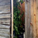 2017-10-14 Cherry tomatoes hiding from frost in shed.13