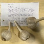 Jell-Strain garlic bulbs