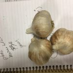 Moreno Hillside garlic bulbs