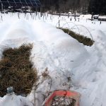 Meredith winter gardening3