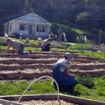 2018-05-13 Planting onions.51