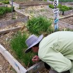 2018-05-19 Chris picks chives & garlic chives.15