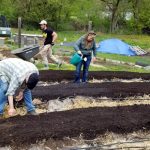2018-05-20 Planting beets as compost wheels by.43