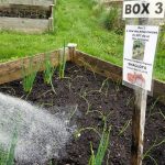 2018-05-27 Compostville box w-Shallots & Walking Onions.23