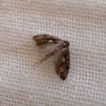 Leek_Moth._Acrolepiopsis_assectella_-_Flickr_-_gailhampshire_(2)