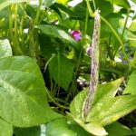 2016-07-25 Dangling speckled bush bean.53