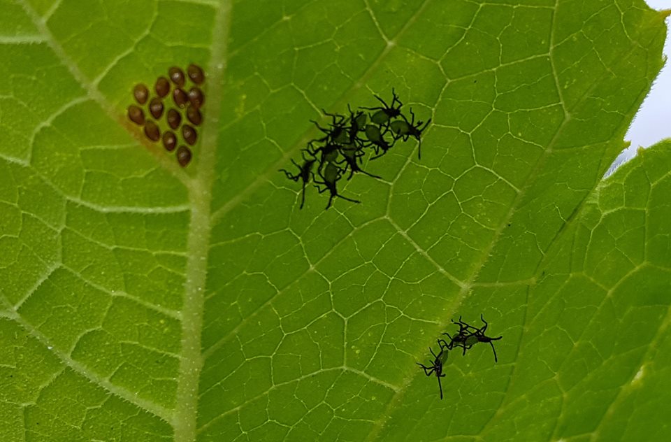 2018 08 04 Many Squash Bugs Eggs 