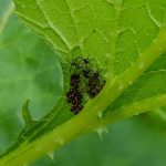 2018-08-04 Squash bugs & eggs