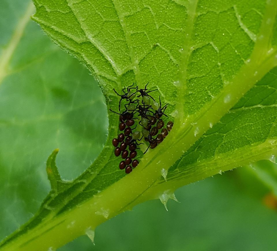 Turning Over a New Leaf: Squash Bugs