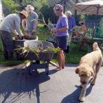 2018-08-05 Snipping and rinsing garlic with Melchi.54