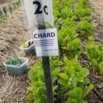 Chard-to-eat