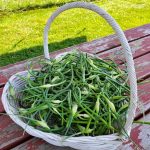 2019-07-14 Garlic scapes in heart basket on picnic table 7-14-2019 3-25-53 PM.53
